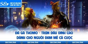 Đá Gà Thomo Trận Đấu Đỉnh Cao Dành Cho Người Đam Mê Cá Cược